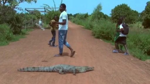 Symbióza mezi krokodýly a člověkem