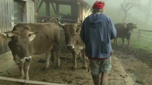 Švýcarské referendum o skotu