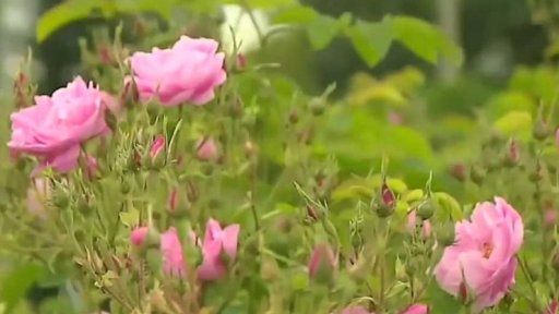 Vůně růží na seznam světového dědictví