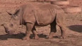 Poslední pokus o záchranu rodu nosorožců
