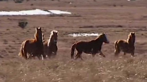 Záchrana australských brumbiů