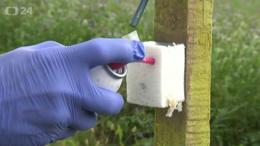 Opatření proti šíření prasečího moru