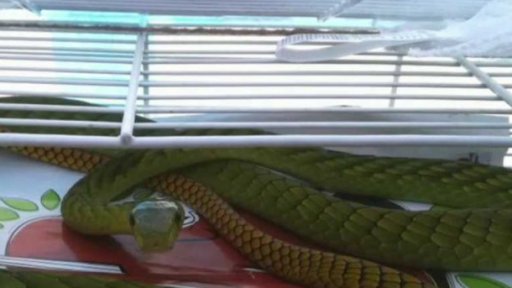 Uniklá mamba byla odchycena