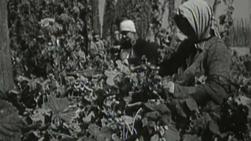 Náš chmel je nejvydatnějším pramenem deviz z ciziny (1947)