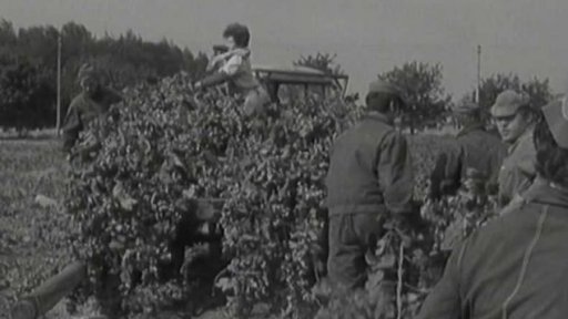 Bouře zničila chmelové konstrukce (1972)