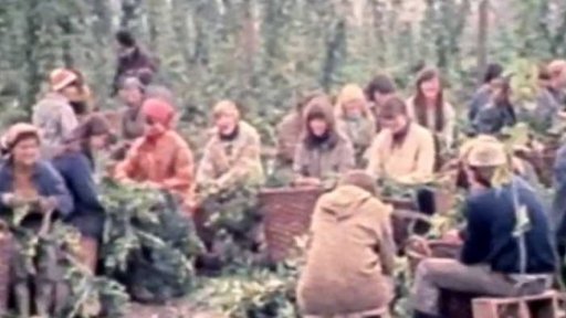 Brigádníci na chmelnicích (1981)