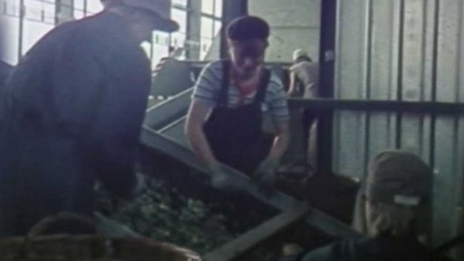 Nový typ chmelové česačky (1983)