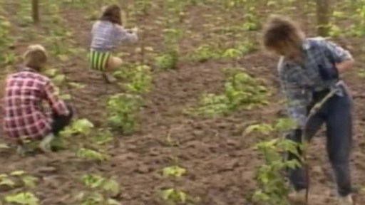 Studený květen pomohl chmelařům (1991)