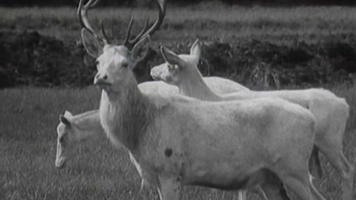 Bílé laně a jeleni (1978)