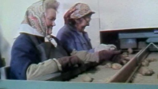 Dodávky brambor (1988)