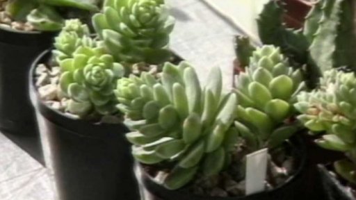 Svazácká burza pěstitelů květin a exotických rostlin (1989)