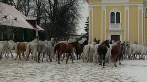 Princ Henrik vybírá koně v Kladrubech (1998)