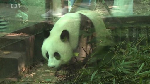 Panda nebude