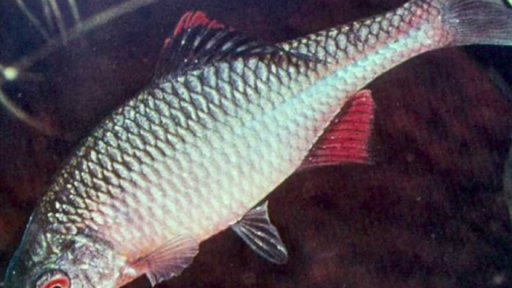 Ryba, která se chová jako kukačka