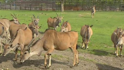 Maso ze zvěřiny ekologičtější a zdravější?