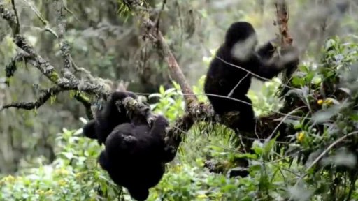 Proč umírají horské gorily?