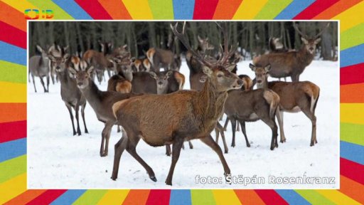 Pozorování jelenů a srnek