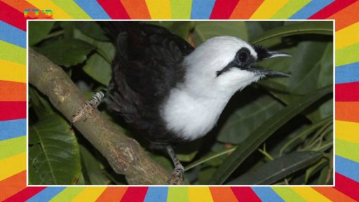 Ptačí sobota v Zoo Plzeň