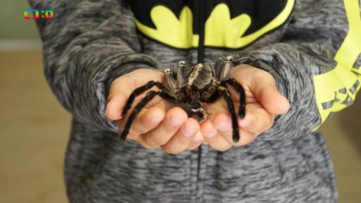 Sklípkani v Zoo Praha