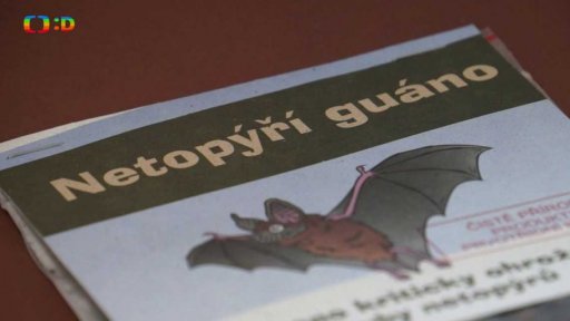 Netopýři v Kladně