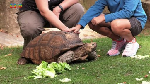 Příroda: Mořské želvy jak žijí a v čem jsou fascinující?