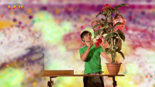 Zaostřeno na: Masožravá květina