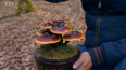 Reishi