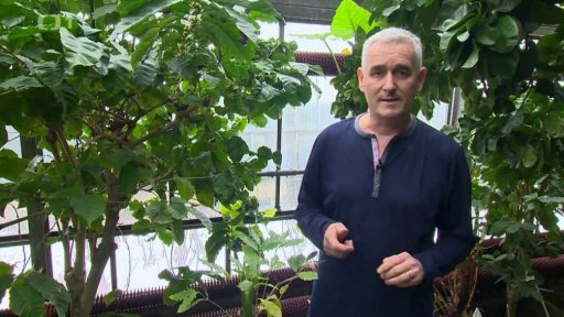 Kávovník a vanilka