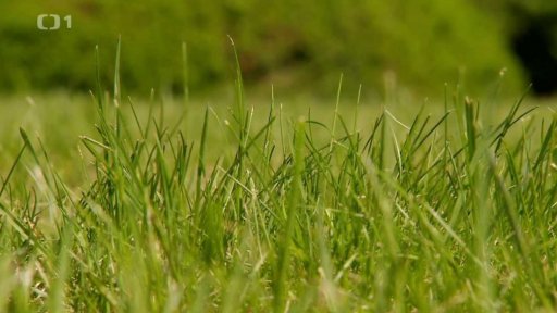 Zavlažování trávníku