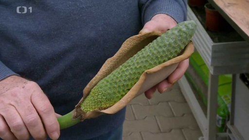 Pěstujeme granátovník a monsteru