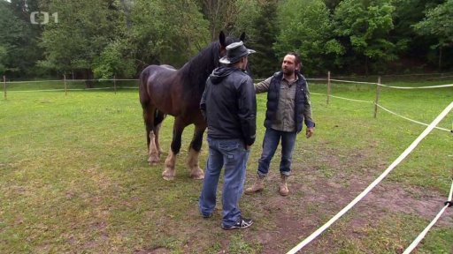 Chov shirských koní