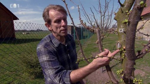 Ošetřovaní řezných ran stromů