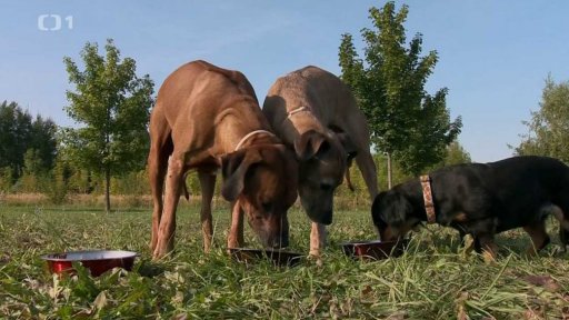 Výživa čtyřnohých kamarádů