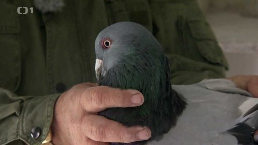 Chov římských holubů