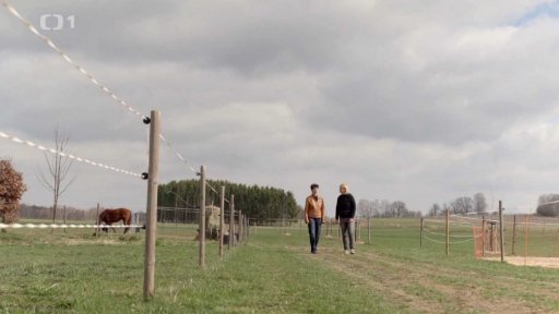 Hybrid nebo česká slepice?