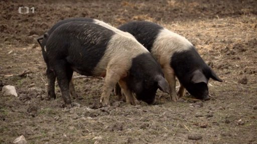 Chvaletický přeštík