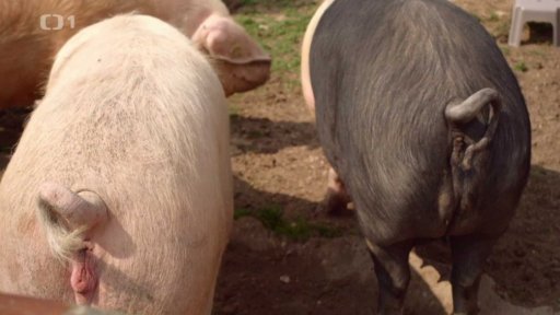 Přeštík a česká landrase