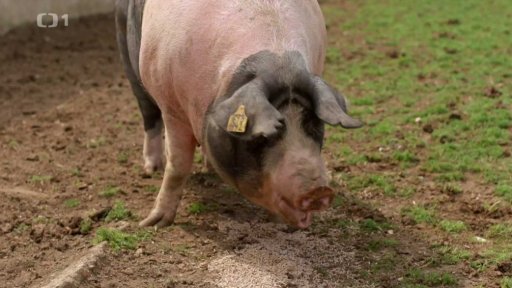 Přirozený chov prasat