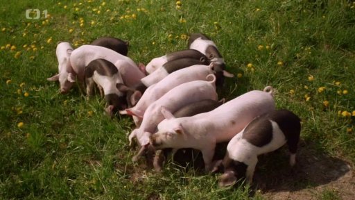 Bachyně, prasnice a selátka