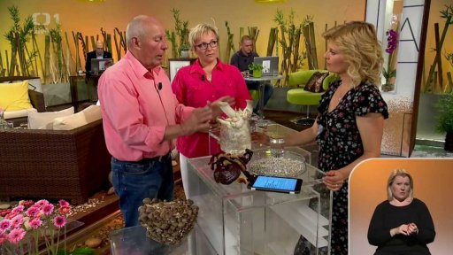 Týdenní seriál - houby - žampiony a hlíva ústřičná