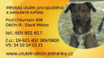 Nabídka psů z Děčína III