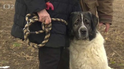 Nabídka psů z Buštěhradu