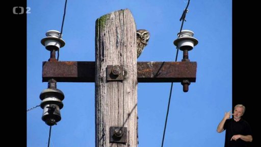 Pták roku 2018: Sýček obecný