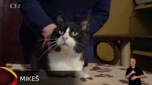 Nabídka psů a koček z Lučan nad Nisou