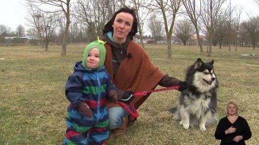 Lapinkoira – laponský rodinný pes