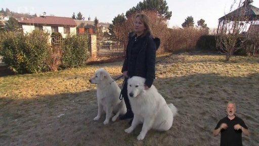 Maremmansko-abruzský pastevecký pes