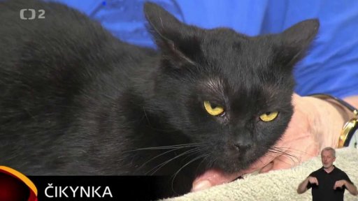 Nabídka koček z Dobříně