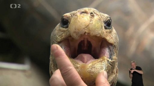 Podívejme se jim na zoubek