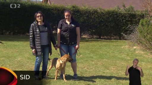 Nabídka psů z Frýdlantu