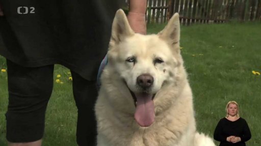 Nabídka psů z Litoměřic